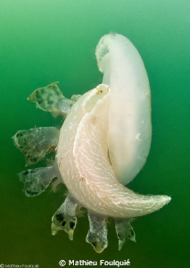 Thetys fimbria swimming by Mathieu Foulquié 